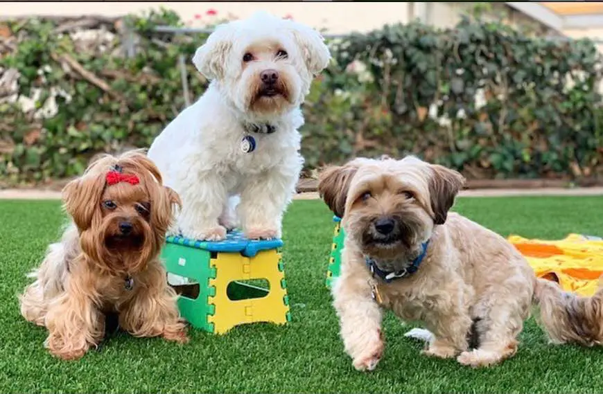 Three small dogs sit on green grass—installed by expert Artificial Grass Installers. The middle white dog stands on a colorful plastic stool, while the brown dogs rest on either side. Bushes and flowers fill the background.