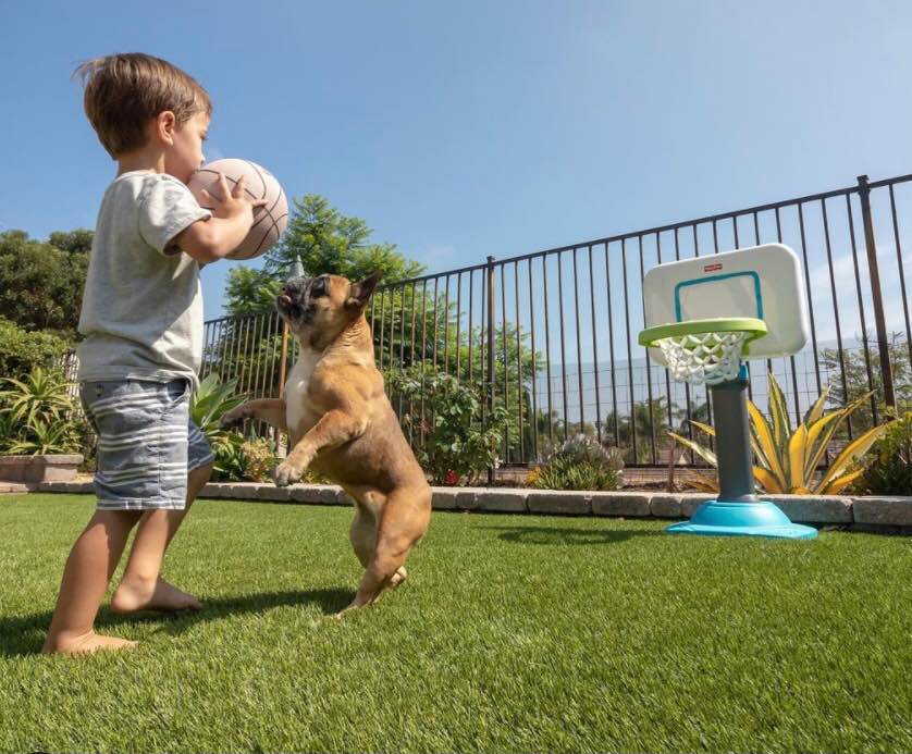 A young boy in shorts holds a basketball while a brown dog jumps up next to him on lush artificial grass, near a small basketball hoop in a fenced backyard on a sunny day.